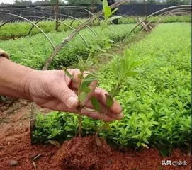 苗木移栽后支撑的重要性