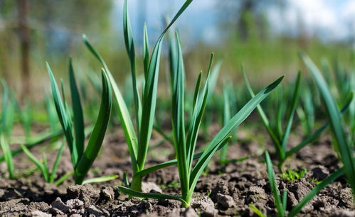 播种时间的差异