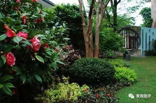 庭院风水， 树的选择要慎重