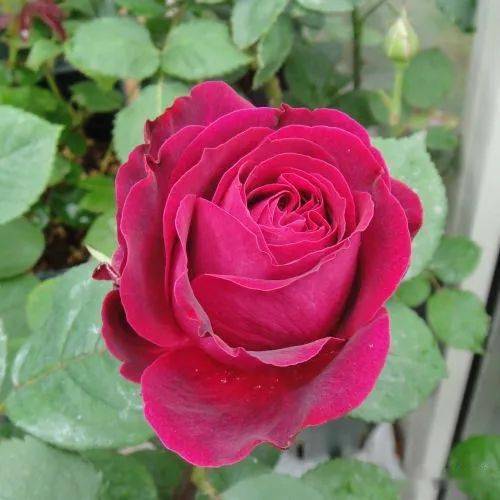 11. 旋转香水月季