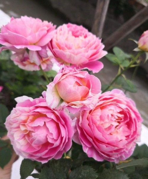 懒人养护，月季花的黄金选择