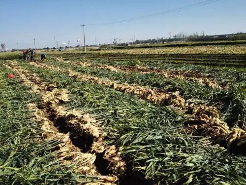生姜追肥是指在生姜生长过程中，根据其需肥规律