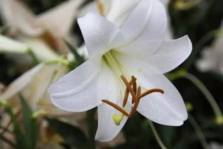 百合花7点开花，是何神秘力量催生