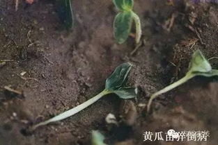 常见的土壤杀菌剂