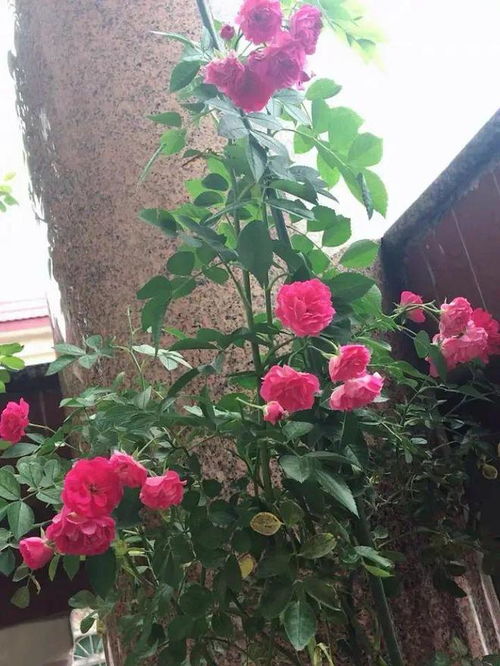 矮仙女月季Dwarf Fairy的花期揭秘