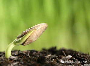 橡树种皮难题，三招破壳法大揭秘！