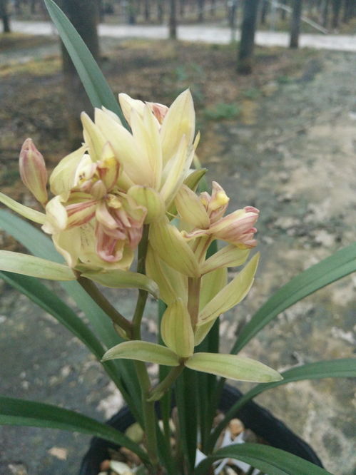 水兰花的开花季节