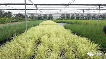 苗圃种植哪些作物前景好？