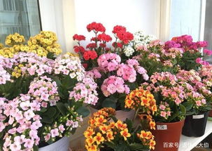 家庭养殖蜀葵指南：如何在家中种植并养护这种美丽植物？