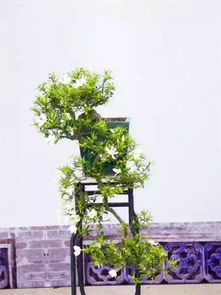 盆景千型杂谈：川派风格那些事儿