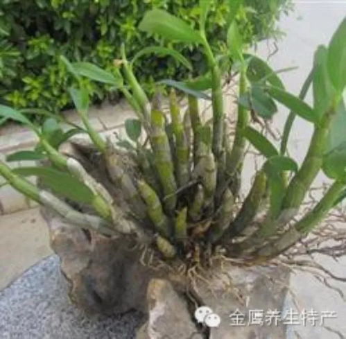 原浆液是啥意思？
