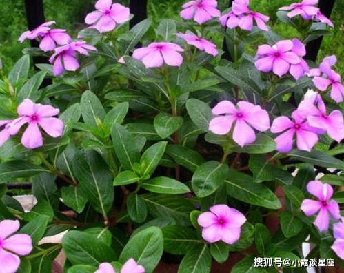 种花心得， 分享给你