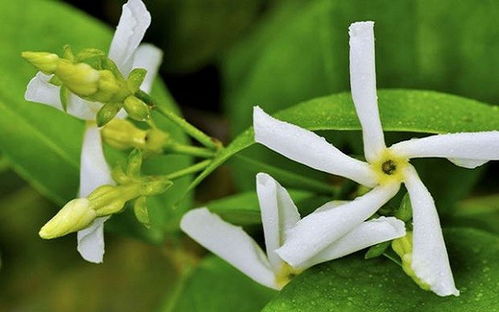 7. 风车茉莉：既不怕热也不怕冷