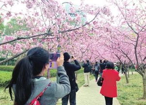 春天赏花去哪儿？这份赏花指南带你领略百花争艳