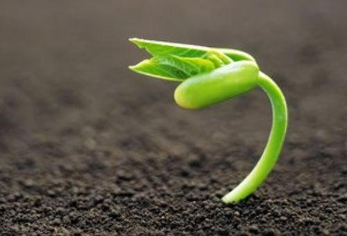 物理防治， 简单又环保