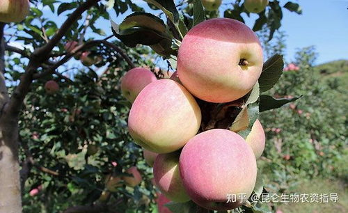 果树施什么肥果子更甜？