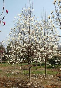 颜色有差，花各有美