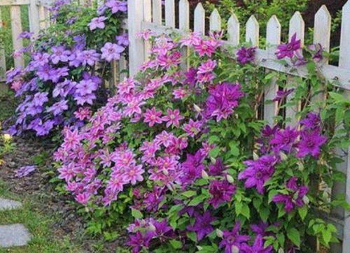 推荐花卉：马鞭草