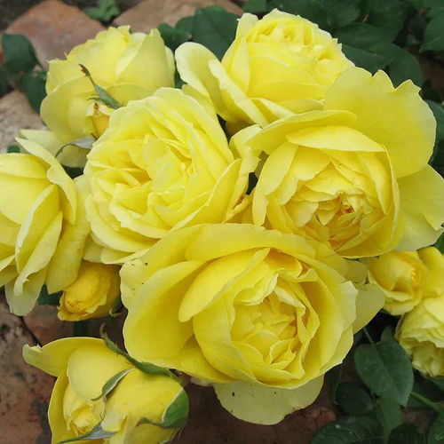 纪念马塞尔普鲁斯特月季的优点