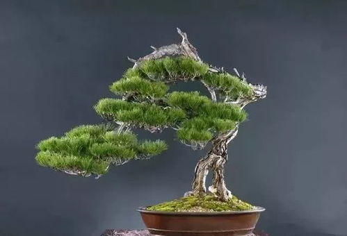 盆景树干开裂？如何巧妙修复