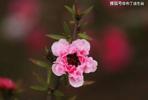 松红梅如何科学种植？适合哪些土壤和气候