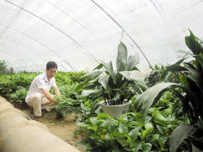 自制温室，种花新天地
