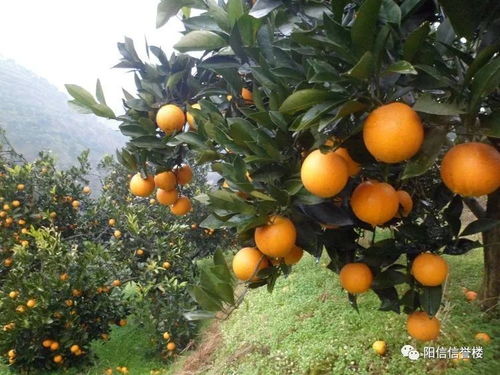 想吃麻阳冰糖橙？这份上市时间表