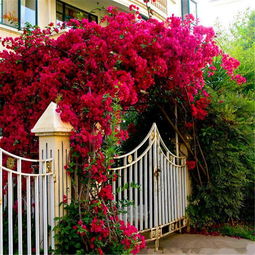 花卉和攀爬植物：美化庭院大门附近