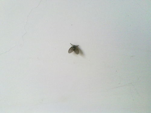 5、防治结合，一举两得