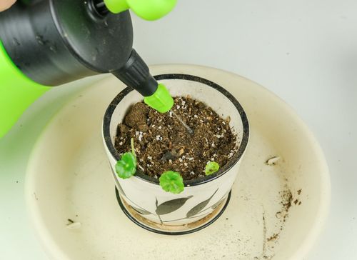 多菌灵稀释后泡水浇花对植物有害吗？