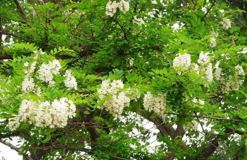 刺槐：生长速度快，木材坚硬