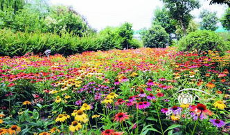夏日花海，如何挑选耐高温多雨的花种？