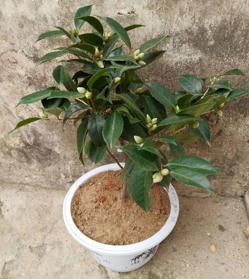 夏天种花，小心这些误区哦！