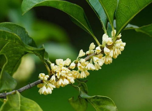 桂花：偏南地区的绿植选择