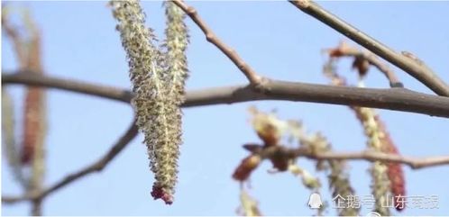 杨树生虫如何彻底清除、消灭杨树上的虫虫