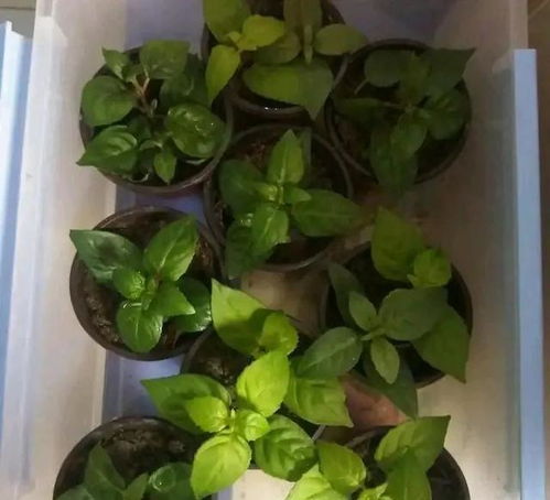 病叶处理，就像处理疫情！