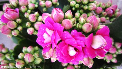 海棠花属什么花序？