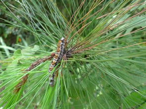 松树叶泡水嫩吃有什么害处？