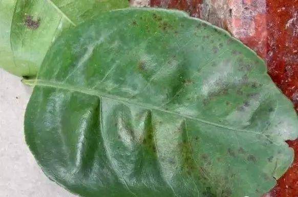 苯甲丙环唑与春雷霉素：农业病虫害的“双剑合璧”