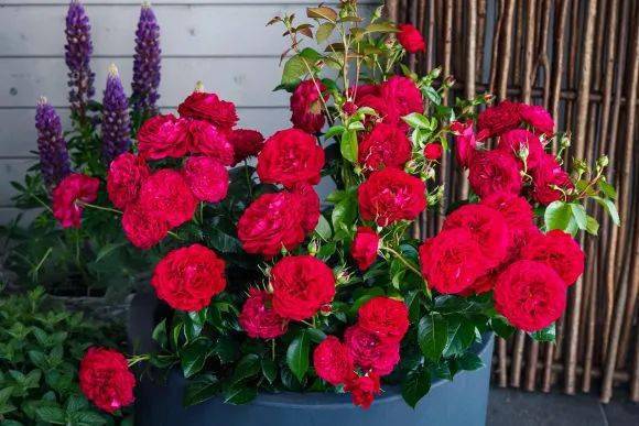 修剪得当， 月季geng壮实