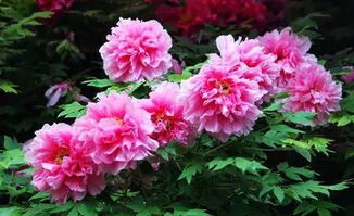 牡丹花苗价格不一，国内赏牡丹最佳地有洛阳、菏泽等地