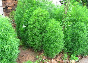 铁扫帚高效种植技巧：掌握农业领域SEO优化的种植秘诀