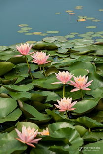 一、 睡莲的美艳传说