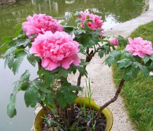 一、牡丹花叶子发黄的原因