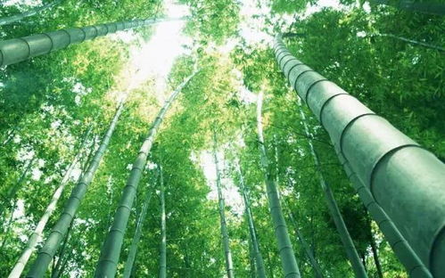 如何让竹子根成功种植？掌握这5个技巧，轻松打造绿色家园！