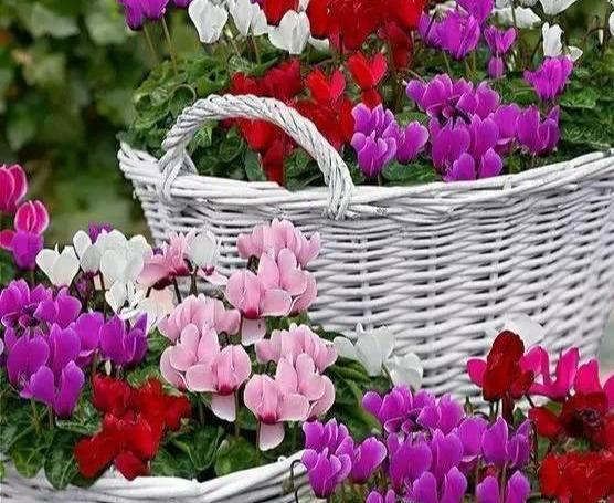 秋天的色彩：叶子的盛宴