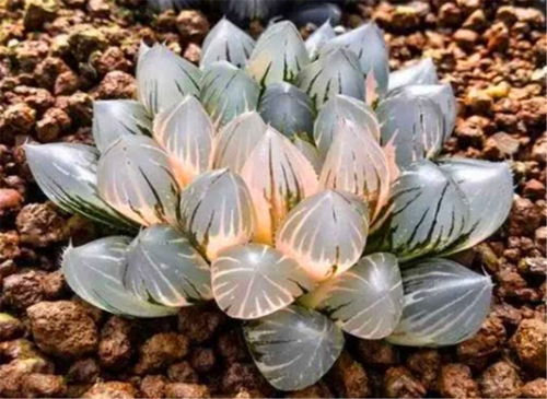 霓虹灯玉露繁殖的注意事项