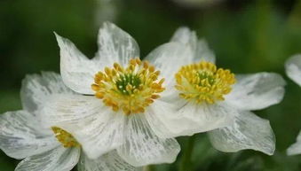 干旱也不怕， 白花也有生存术