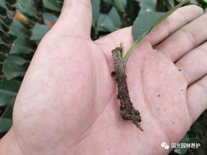 插穗处理，细致入微