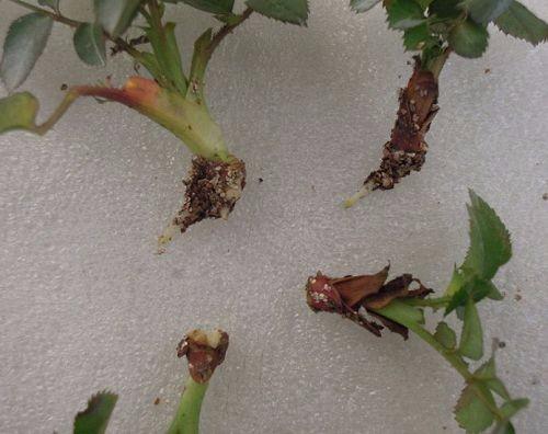 矮牛扦插， 让我来告诉你窍门